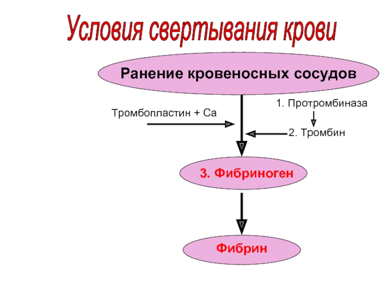 Заполните схему свертывания крови