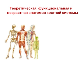 Теоретическая, функциональная и возрастная анатомия костной системы