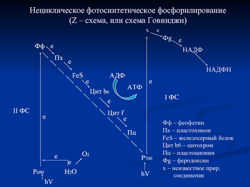 Нециклическое фотофосфорилирование z схема - 83 фото