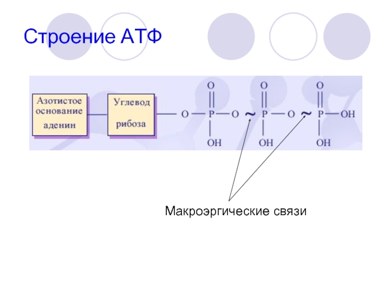 В состав атф входит связь. Строение АТФ. Схема строения АТФ. Строение молекулы АТФ. Макроэргические связи в АТФ.
