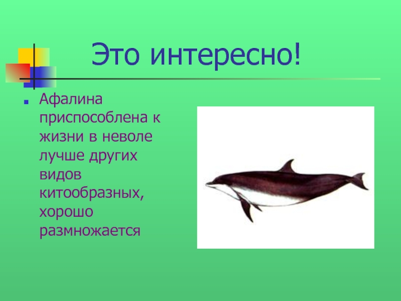 Черноморская афалина красная книга. Афалина ударение. Джейн Афалина. Афалина имя женское. Ида "Афалина".