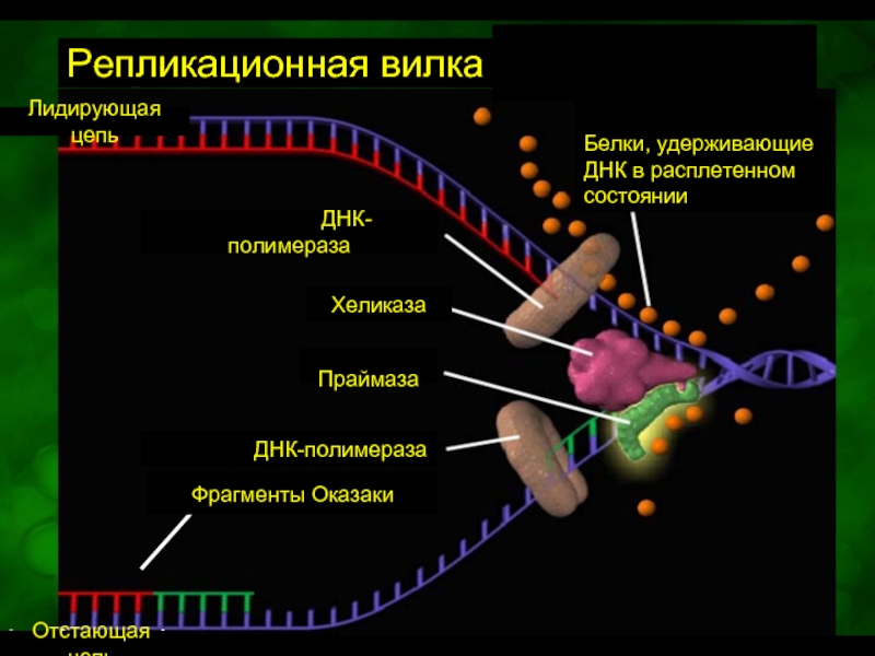 Полимеразы прокариот. Хеликаза праймаза. Хеликаза фермент функции. Хеликаза функции в репликации ДНК. Хеликаза и геликаза.