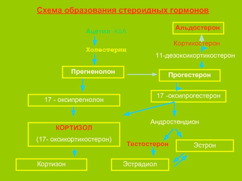 Андростендион понижен у женщин