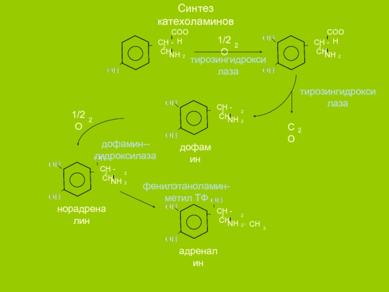 Схема синтеза катехоламинов