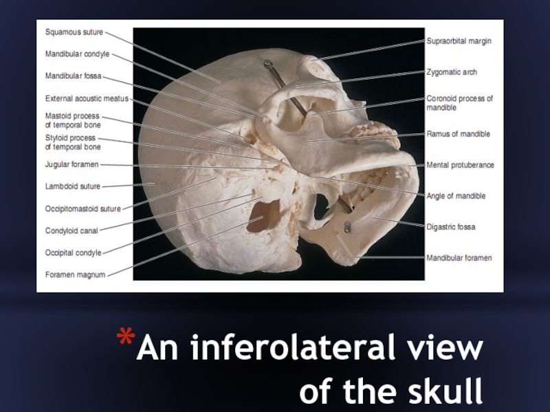 Clinical anatomy of the head