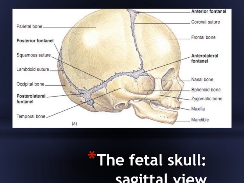 Clinical anatomy of the head