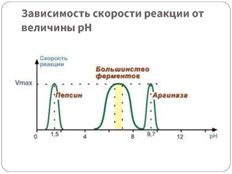 Скорость реакции человека. Зависимость реакции от возраста. Скорость реакции в зависимости от возраста. Исследование скорости реакции человека.