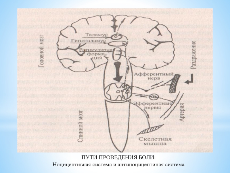 Схема проведения боли. Схема путей проведения боли. Схема путей проведения боли фармакология. Пути проведения боли и морфин.