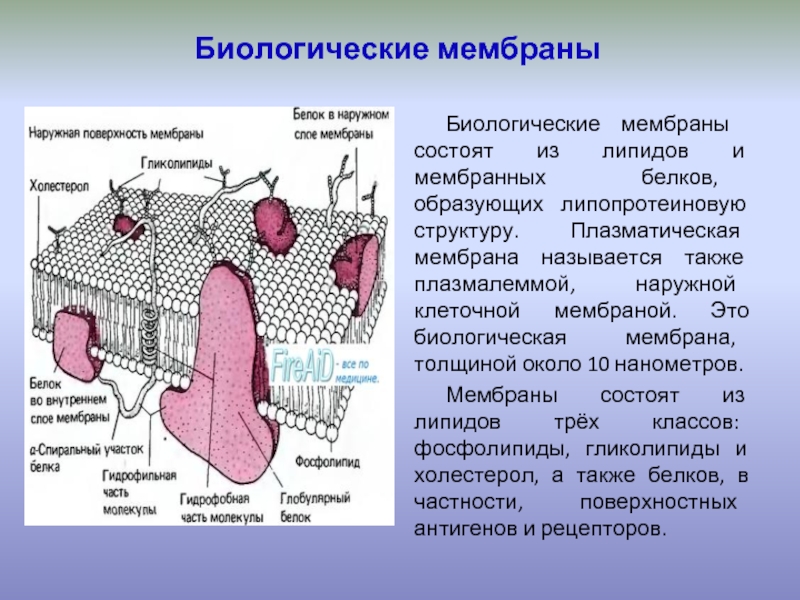 Состав биологической мембраны