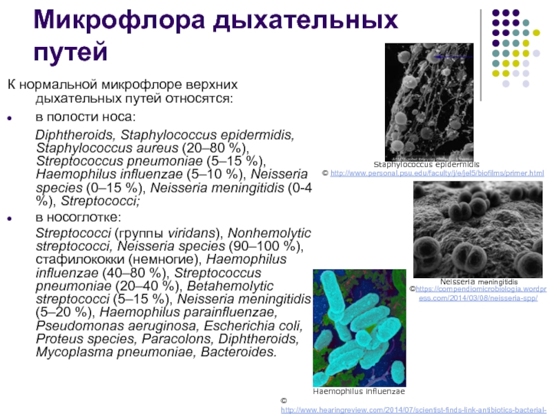 Болезнетворные микроорганизмы в носовой полости уничтожаются