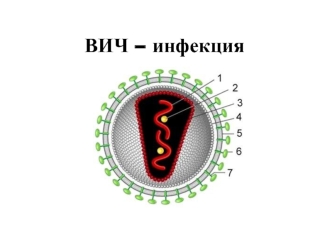 ВИЧ – инфекция