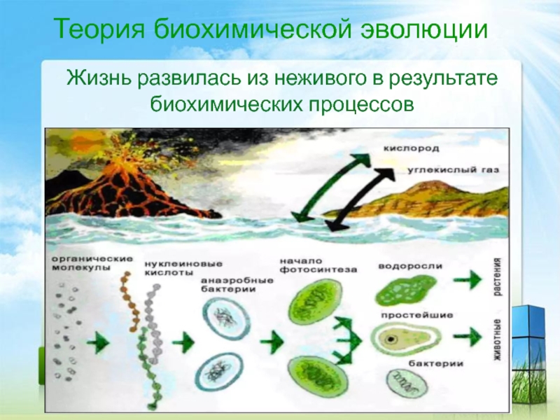 Теория биохимической эволюции Опарина. Биохимические гипотезы происхождения жизни.