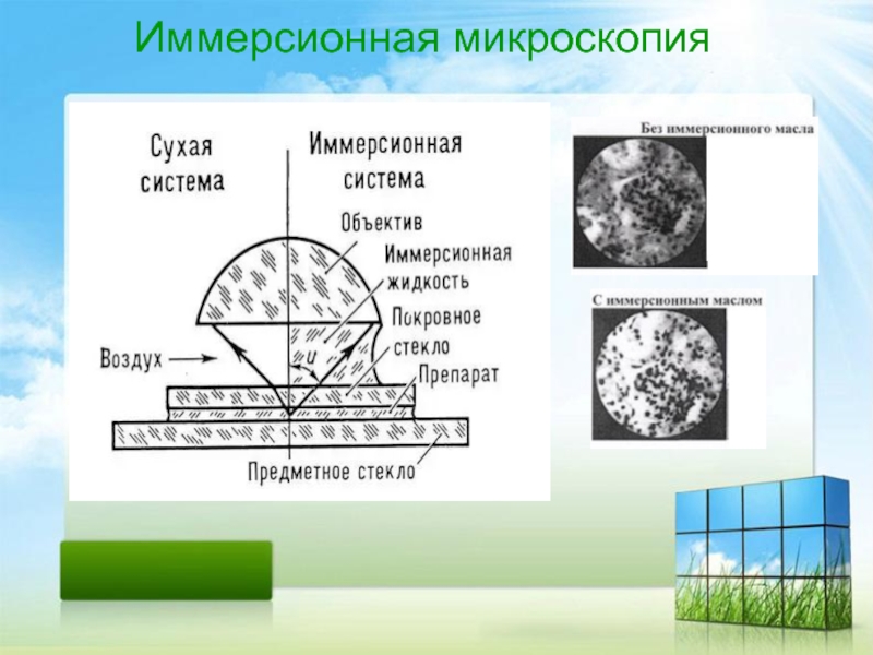 Иммерсионная микроскопия. Световой микроскоп с иммерсионной системой. Иммерсионная система. Техника иммерсионной микроскопии.