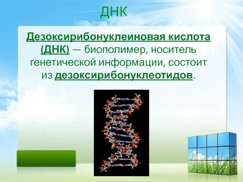 Выберите биополимеры. Дезоксирибонуклеиновая кислота. Носитель генетической информации. Биополимеры это в биологии.