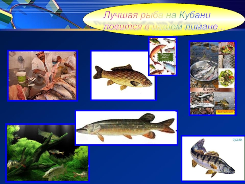 Река кубань какие рыбы. Рыбы реки Кубань. Рыба обитающая в Кубани. Название рыб Кубани. Рыбы обитающие в реке Кубань.