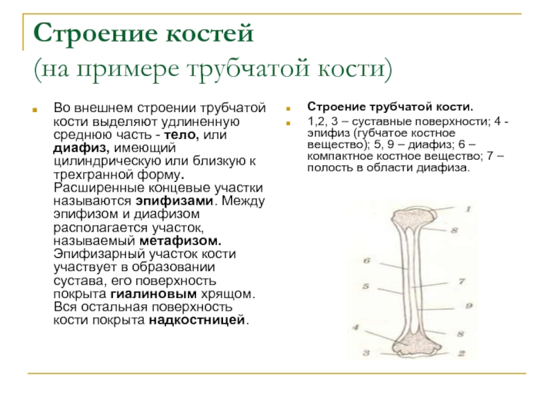 Схема трубчатой кости