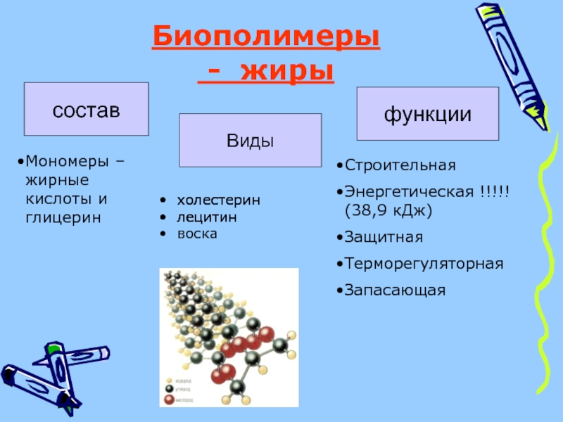 Назови биополимеры