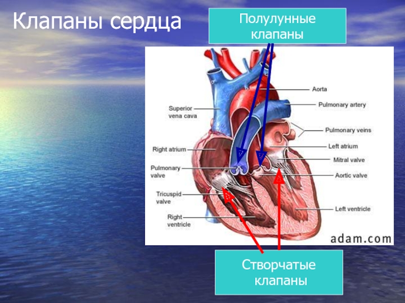 Презентация клапаны сердца