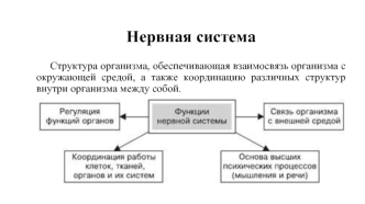 Нервная система