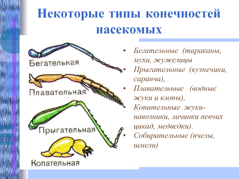 Какими цифрами на рисунке обозначены соответственно прыгательная и копательная конечности насекомых