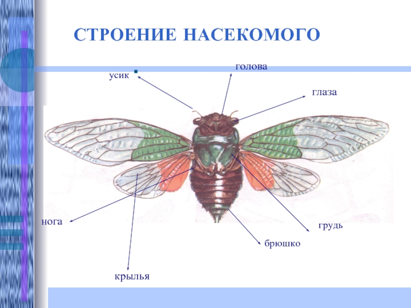 Строение насекомых картинки для детей