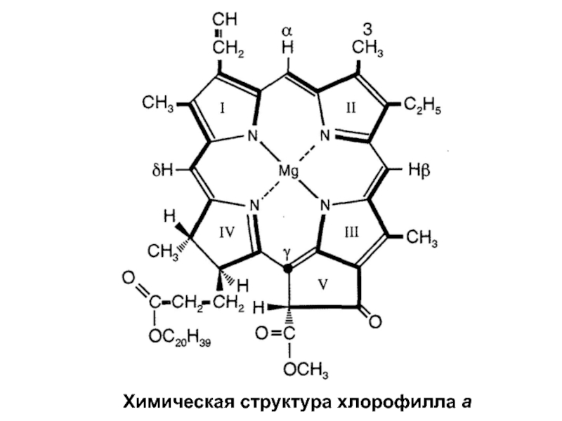 Хлорофилл химический состав. Металлопорфирины. Ванадилпорфирины. Металлопорфирины ферменты. Формула металлопорфиринов.