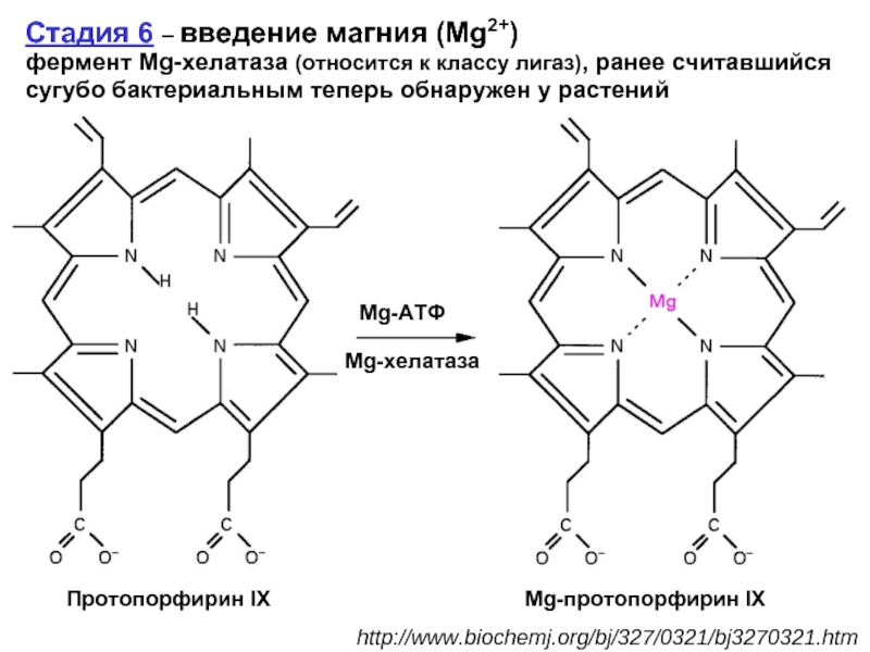 Протопорфирин. MG-протопорфирин IX.. Протопорфирин 9 формула. Структура кофермента гем протопорфирин 9. Строение протопорфирина IX.