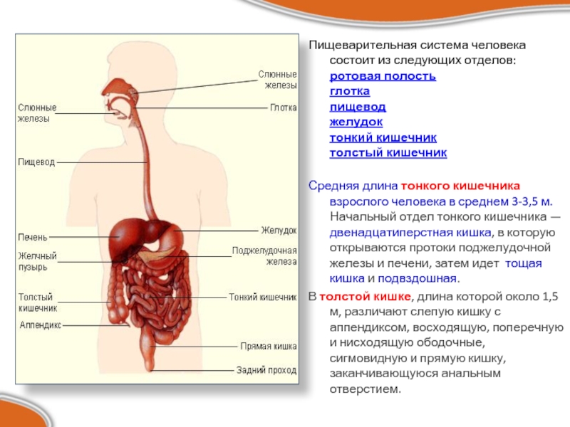 Пищеварительная система состоит из органов. Пищеварительная система человека состоит из. Пищеварительная система человека глотка пищевод. Пищевод желудок кишечник. Пищеварительный аппарат человека состоит из следующих органов.