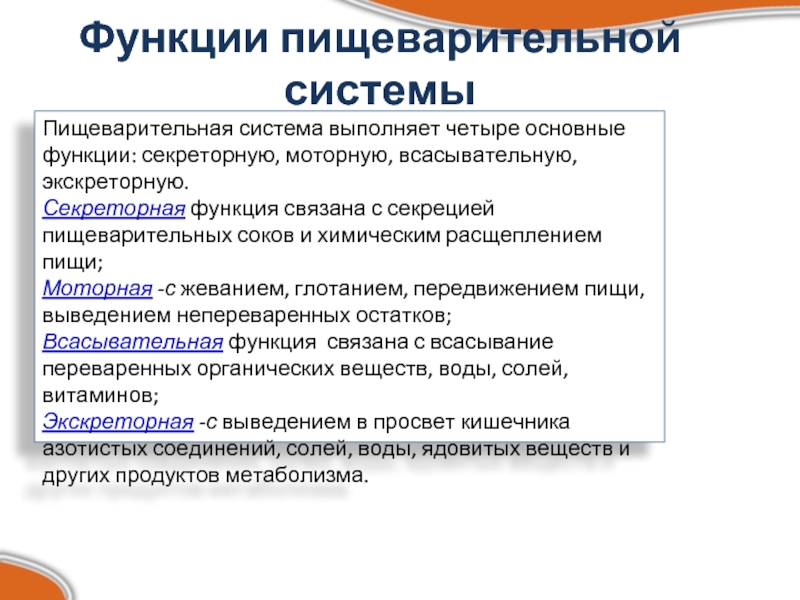 Функции пищеварительной системы. Основные функции пищеварительной системы. Секреторная функция пищеварительной системы. Экскреторная функция пищеварительной системы.