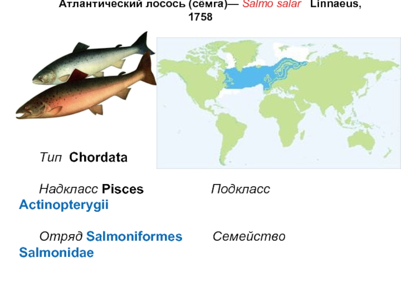 Рыбы баренцева моря названия