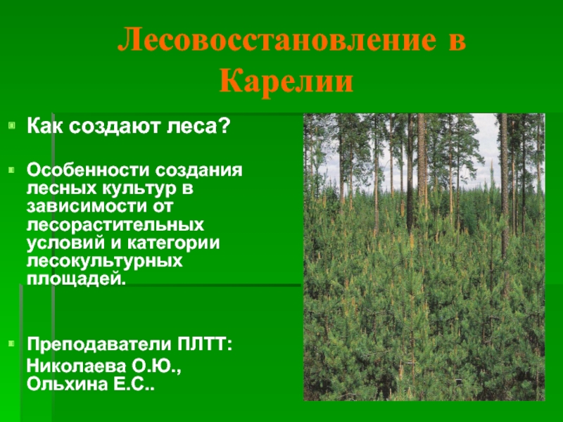 Лес учебник. Особенности леса. Презентацию на тему Лесные культуры. Методы создания лесных культур. Виды лесовосстановления.