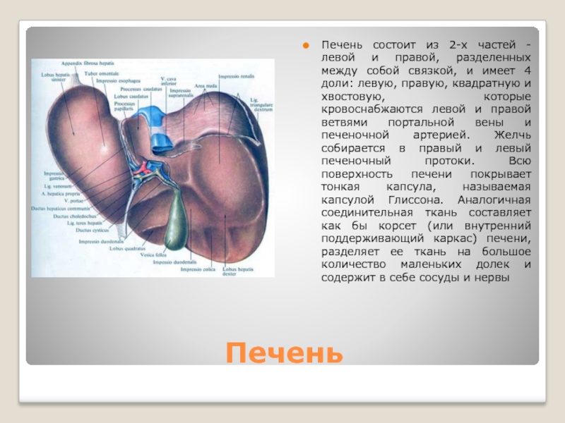 2 печени