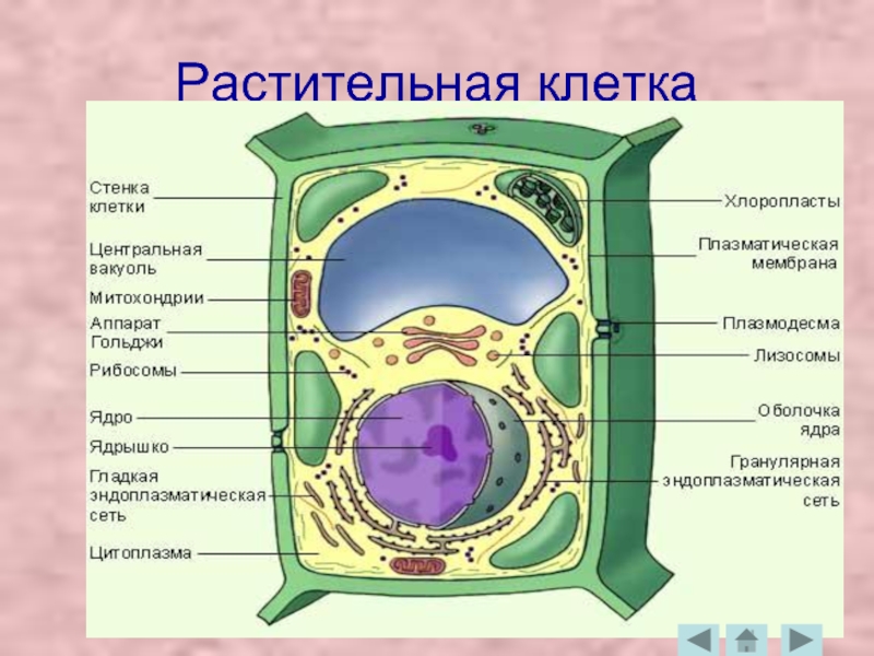 Схема строения растительной клетки рисунок