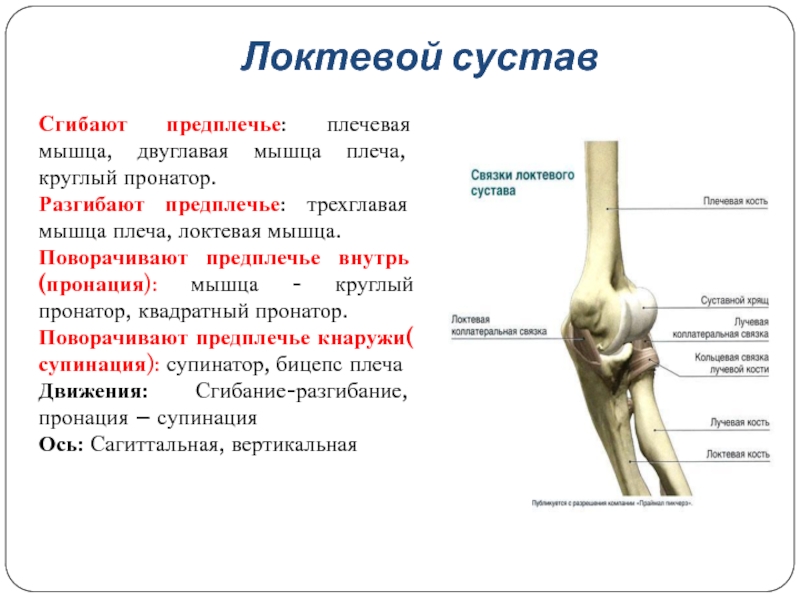 Локтевой сустав схема