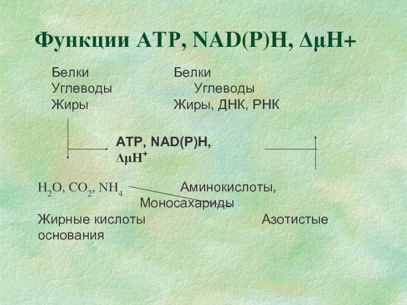 Функции АТР, NAD(P)H, ΔμH+ Белки					Белки	 Углеводы				Углеводы Жиры					Жиры, ДНК, РНК  АТР, NAD(P)H, ΔμΗ+