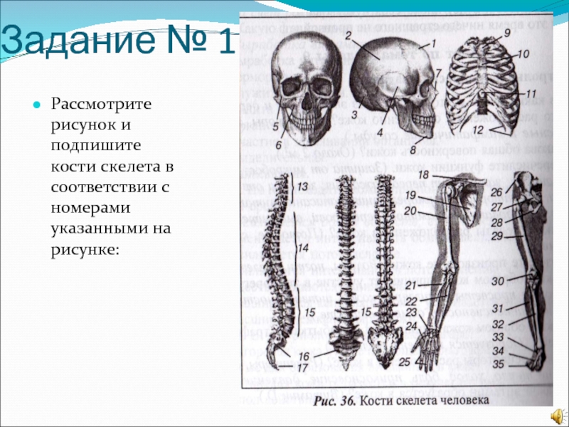 Скелет человека рисунок 8 класс биология