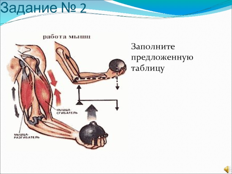 Заполните предложенную. Задания по биологии 8 класс опорно-двигательная система. Опорно двигательный аппарат 8 класс биология. Двигательный механизм в суставе характерен. Биология 8 класс модуль 1 тема опорно двигательная система.