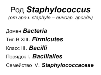 Род Staphylococcus (Стафилококки)