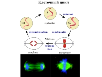 Клеточный цикл. Деление клетки. Митоз