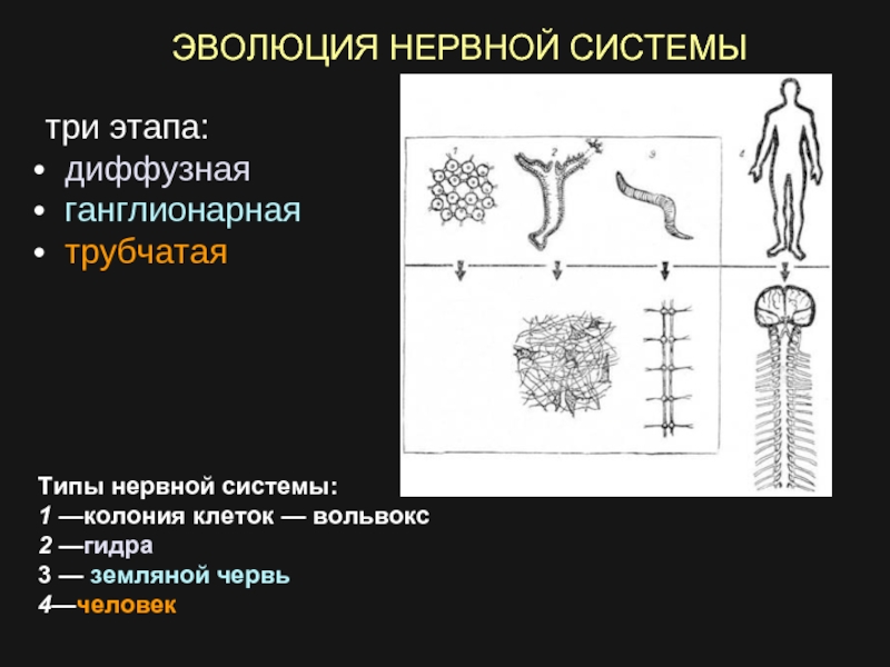 Диффузная нервная система характерна для животных типа. Типы нервной системы диффузная трубчатая. Типы нервной системы Узловая трубчатая. Трубчатая нервная система строение. Типы нервной системы диффузная лестничная Узловая трубчатая.
