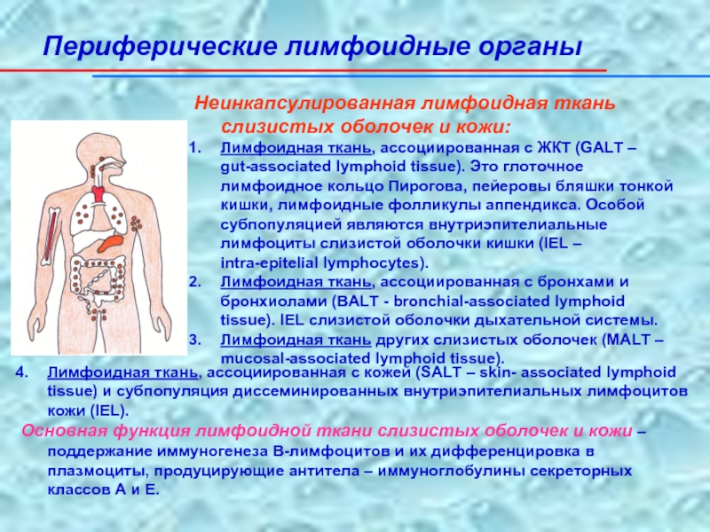 Лимфоидная ткань органы. Лимфоидная ткань иммунной системы. Лимфоидная ткань слизистых оболочек. Лимфоидные ткани ассоциированные со слизистыми. Периферические органы иммунной системы.