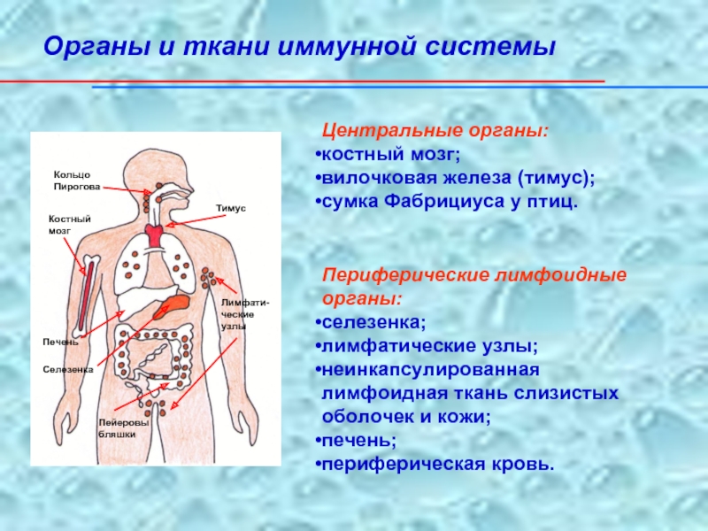 Органы кроветворения иммунной