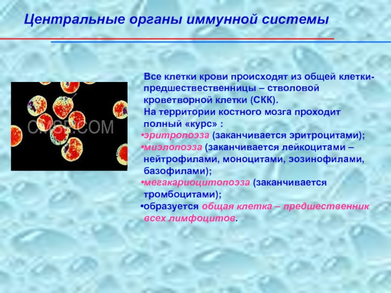 Основные иммунные клетки. Эритроциты клетки иммунной системы. Элементы крови участвующие в образовании иммунитета. Основные клетки иммунной системы и гранулоциты. Структура иммунной защиты организма человека.