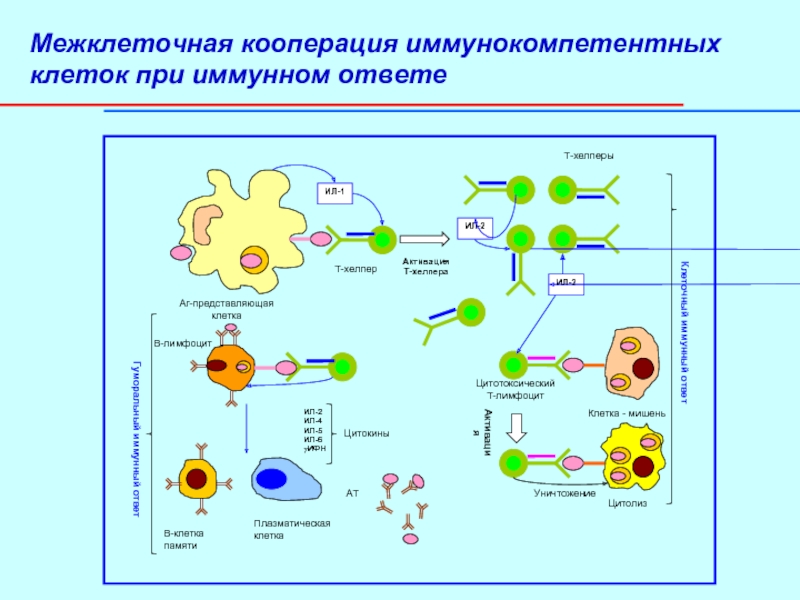 Количество иммунных клеток. Схема межклеточной кооперации иммунокомпетентных клеток. Гуморальный иммунный ответ кооперация иммунокомпетентных клеток. Межклеточная кооперация при развитии клеточного иммунного ответа. Иммунокомпетентные клетки кооперация клеток в иммунном ответе.