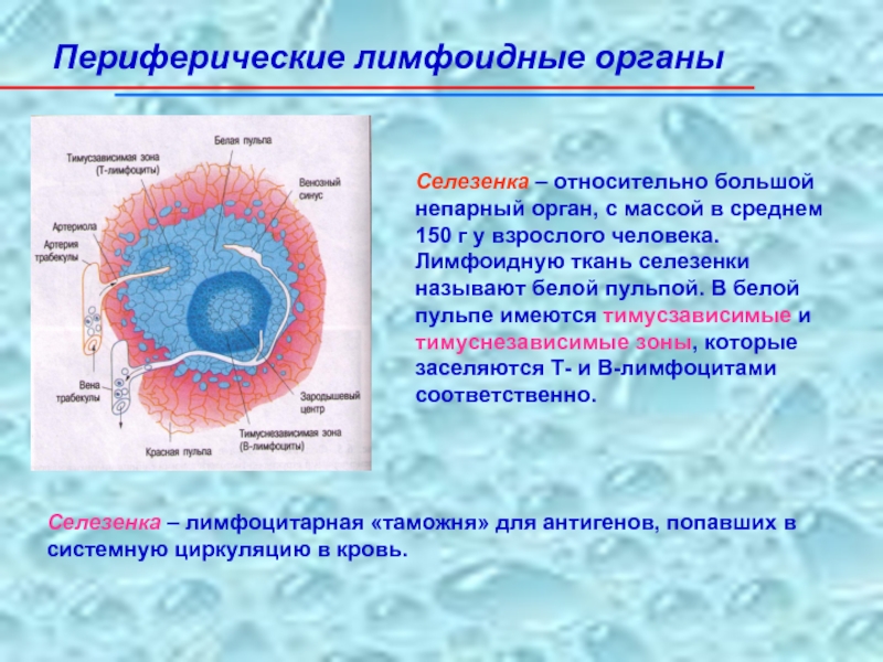 Лимфоидная ткань органы. Периферические лимфоидные органы. Селезенка лимфоидный орган. Локализация лимфоидной ткани. Лимфоциты в селезенке.