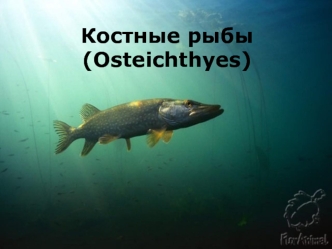 Костные рыбы (Osteichthyes)