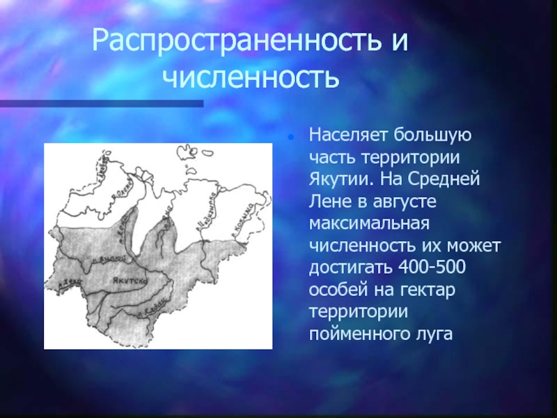 Сибирская лягушка презентация