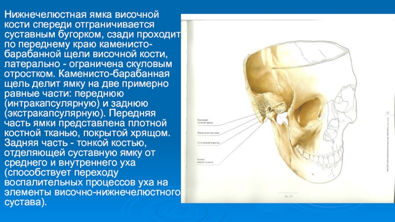 Нижнечелюстная ямка