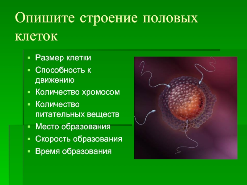 Название женской половой клетки. Строение половых клеток рисунок. Половые клетки строение и функции. Структура половых клеток. Строение и функции половых клеток (гамет).
