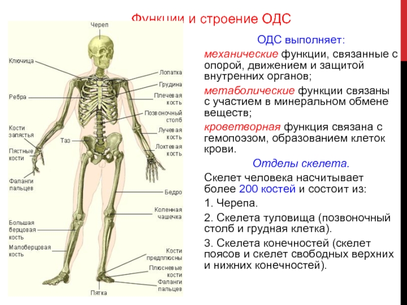 Опора и движение 8 класс биология презентация